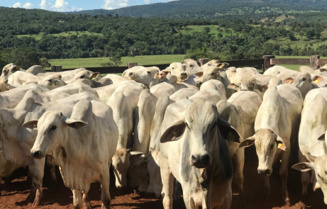 Governo beneficia mais de 10 mil produtores rurais com perdão de multas